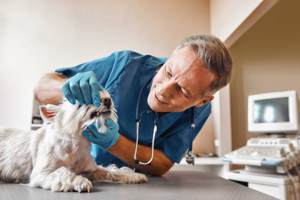 Best Emergency Tooth Extraction in Minot Af, ND